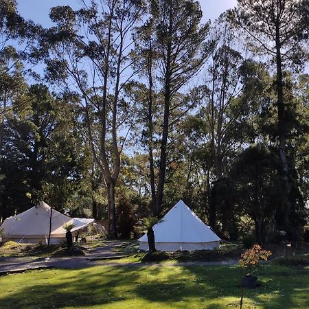 Glamping At Zeehan Bush Camp Eksteriør billede